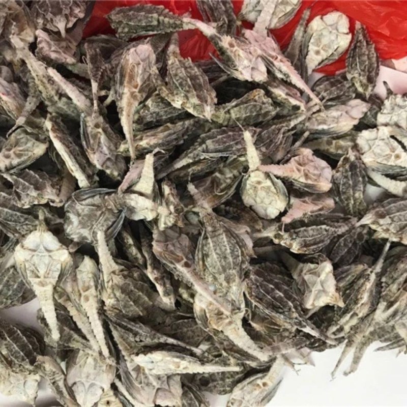 中药材正品精选海麻雀干海燕子海产品干品量大从优