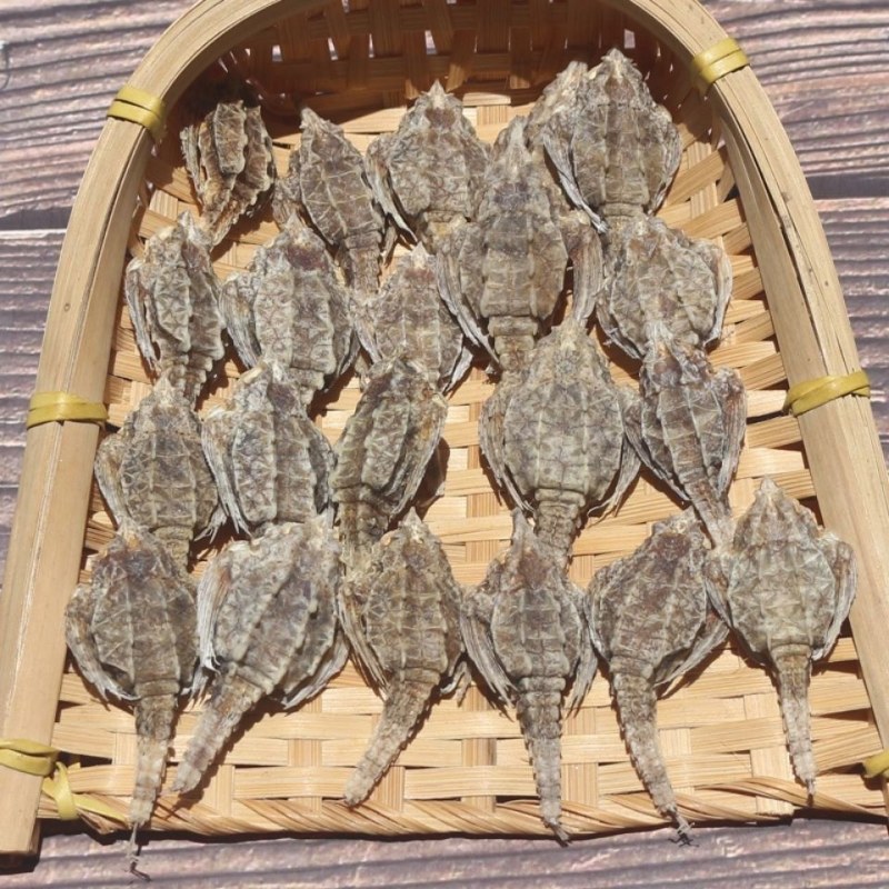 中药材正品精选海麻雀干海燕子海产品干品量大从优