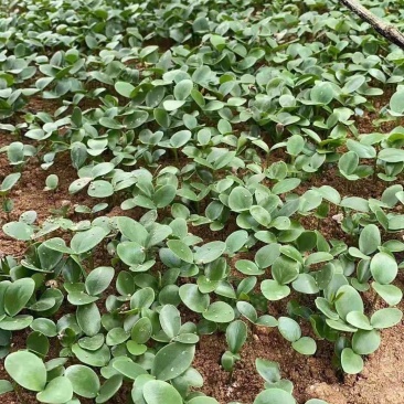 八角树苗小苗7一12公分，根系发达，易种活