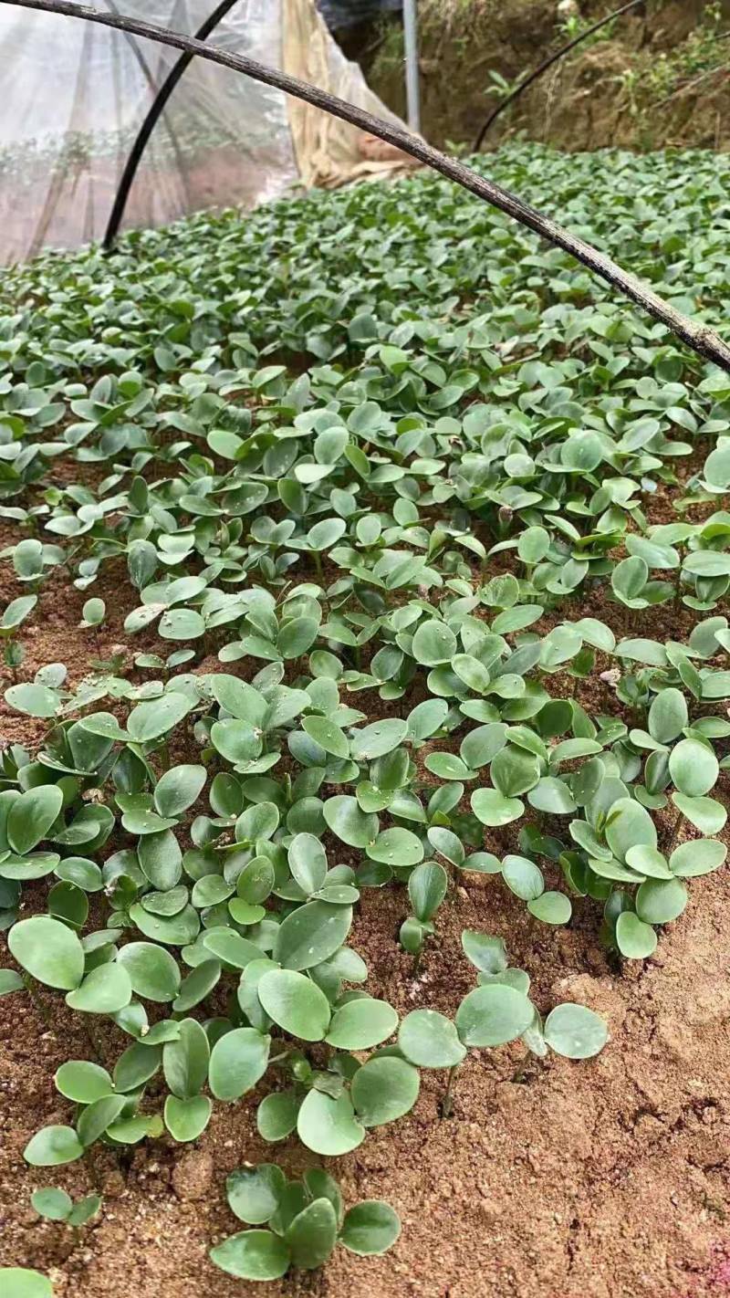 八角树苗小苗7一12公分，根系发达，易种活