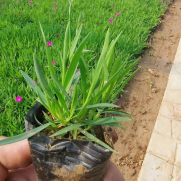 欧石竹，宿根花卉开粉红色花