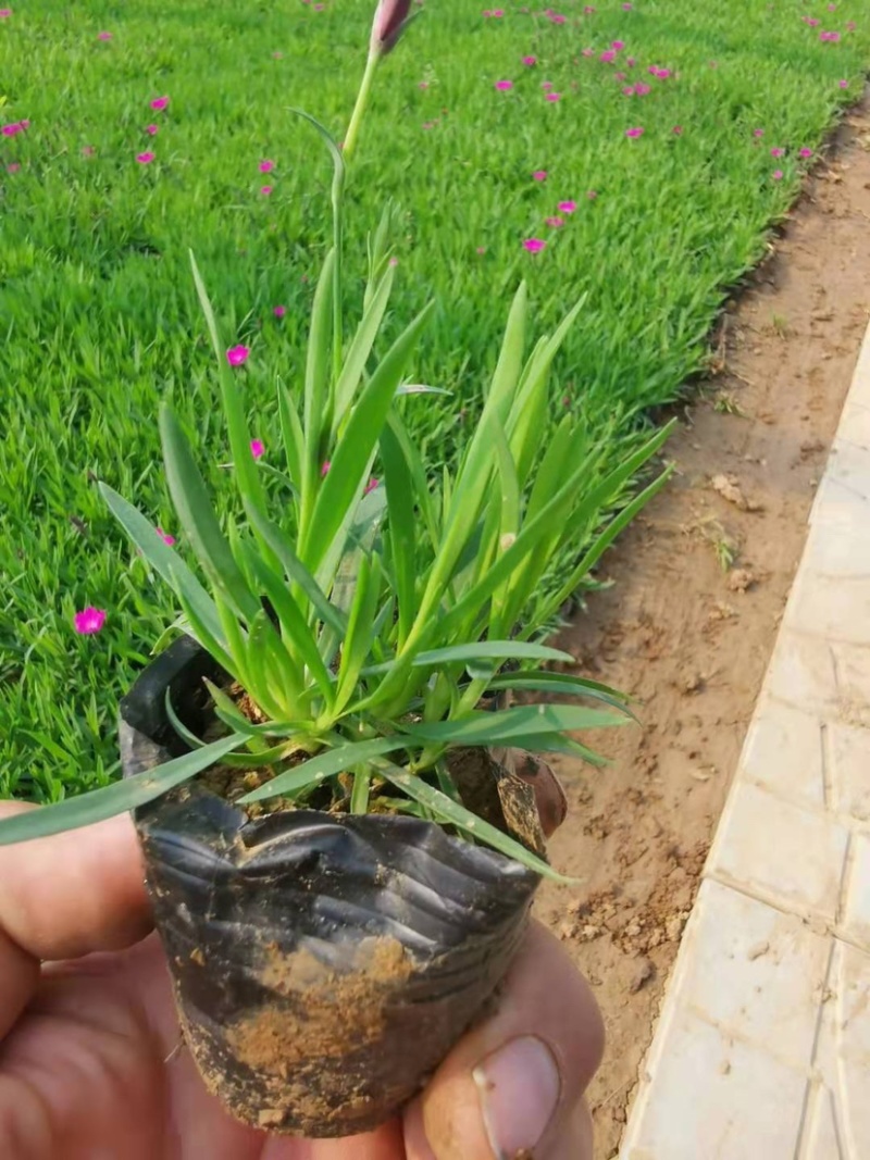 欧石竹，宿根花卉开粉红色花