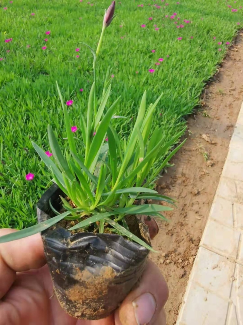 欧石竹，宿根花卉开粉红色花