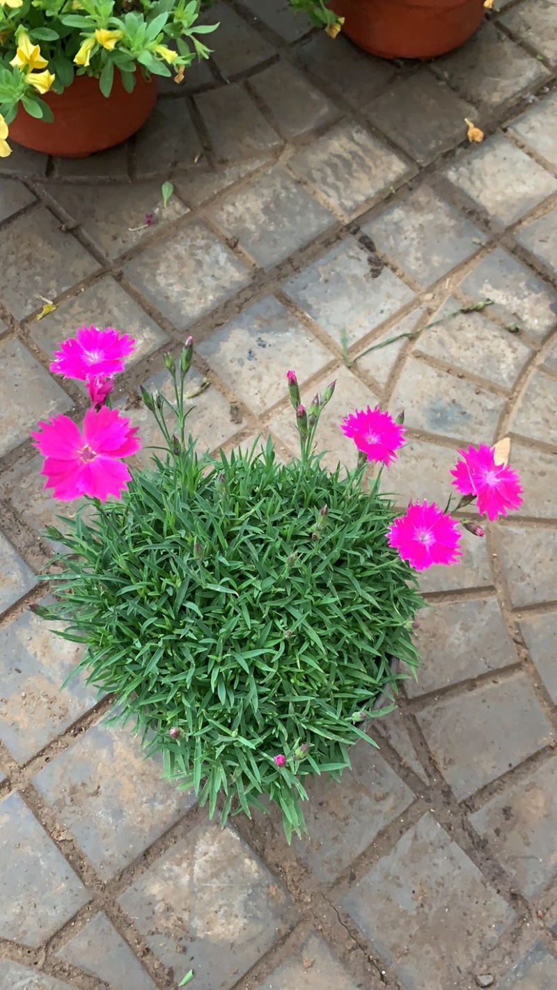 欧石竹，宿根花卉开粉红色花