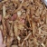 黄精无硫新货黄精片规格齐全可供实体店批发零售量大从优