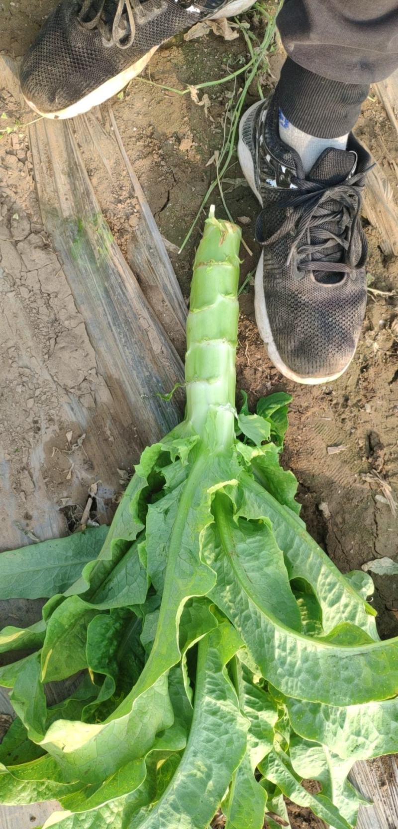 【大量售卖】河北定州优质莴笋可打冷产地直发欢迎选购