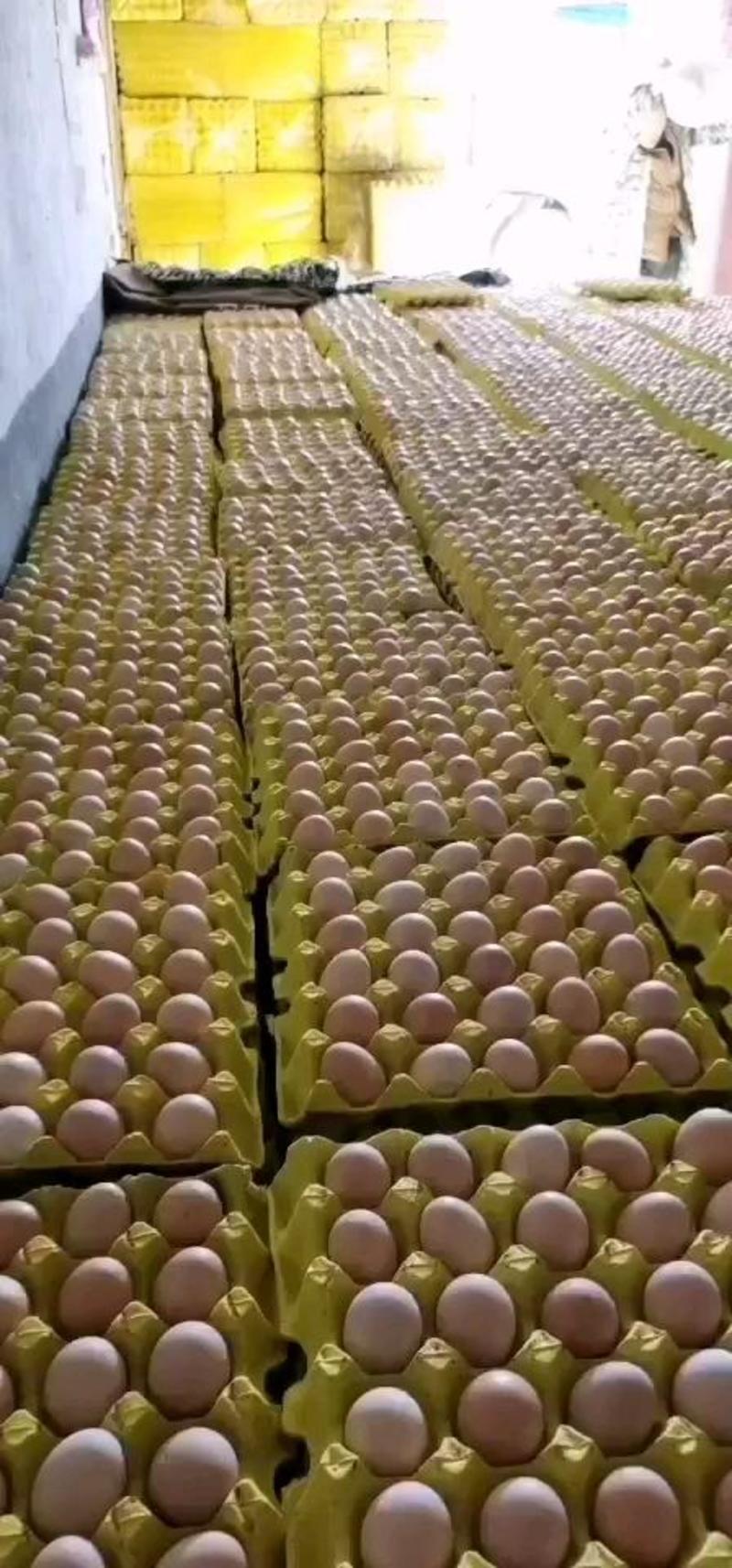 绿壳鸡蛋绿壳乌鸡蛋，土鸡蛋等多种禽蛋，专注精品！