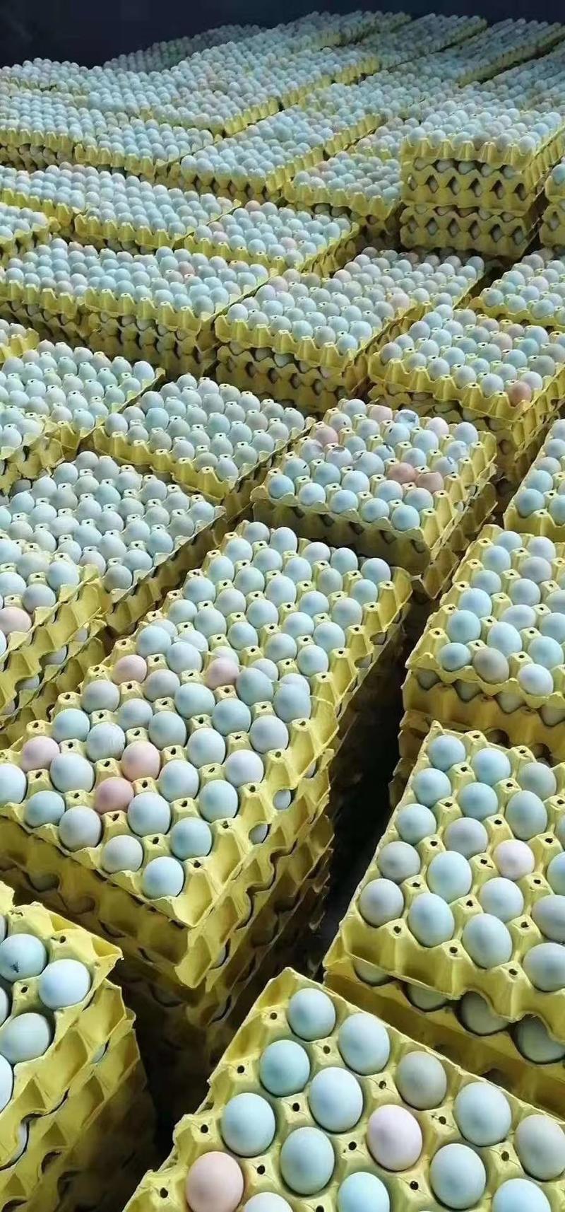 绿壳鸡蛋绿壳乌鸡蛋，土鸡蛋等多种禽蛋，专注精品！