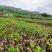 和平无渣葛根种苗