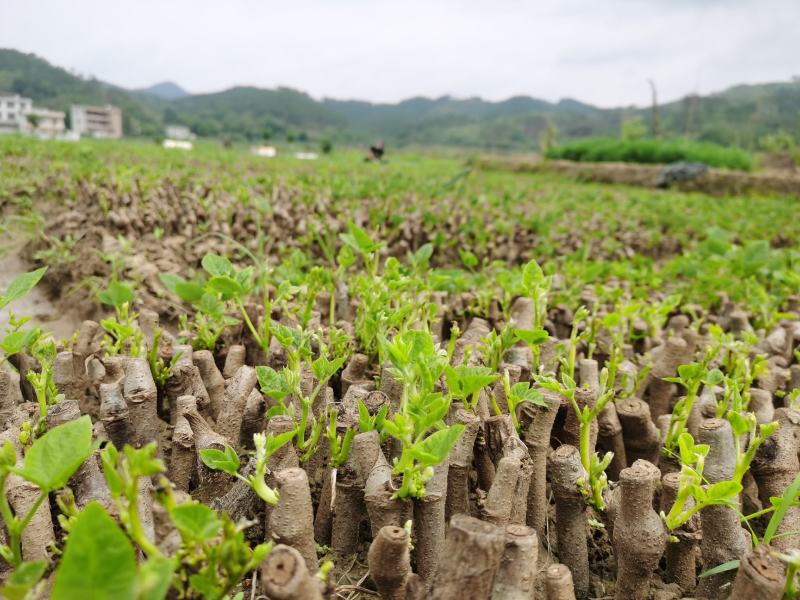 和平无渣葛根种苗
