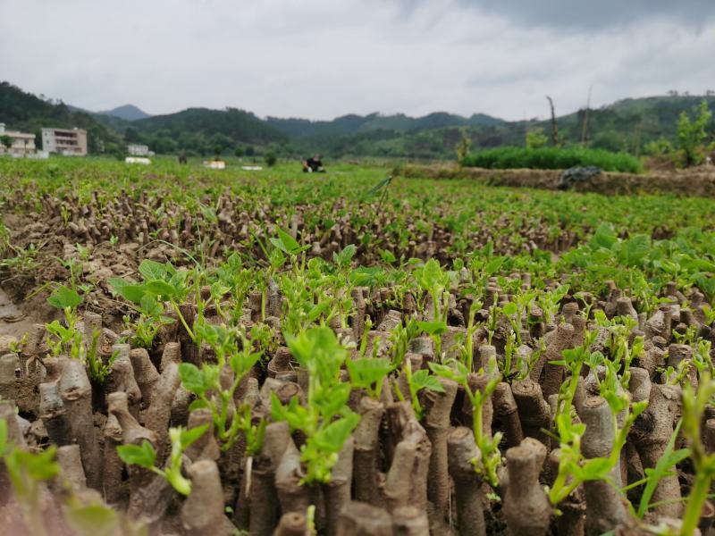 和平无渣葛根种苗
