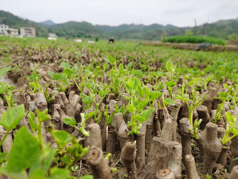 和平无渣葛根种苗
