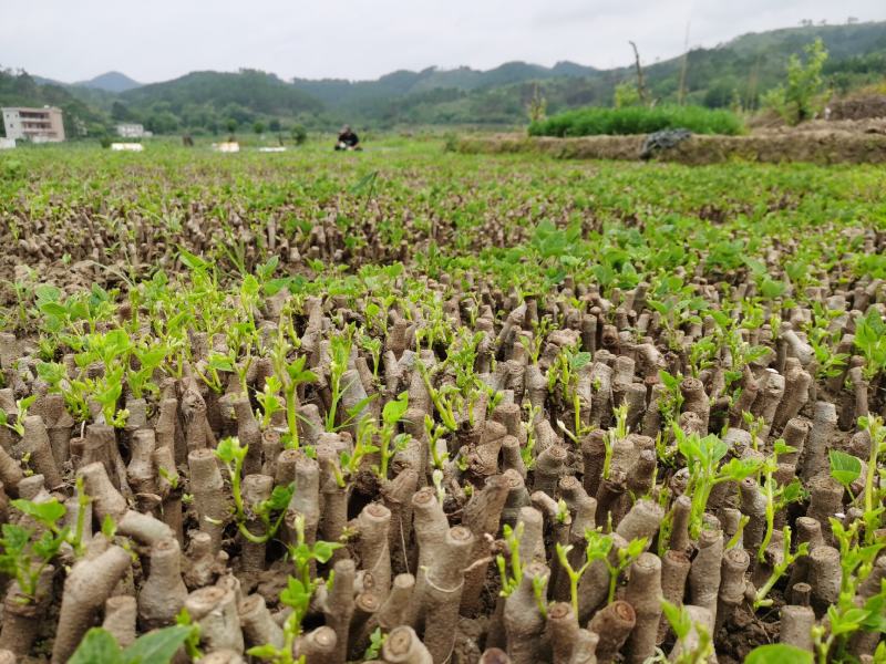 和平无渣葛根种苗