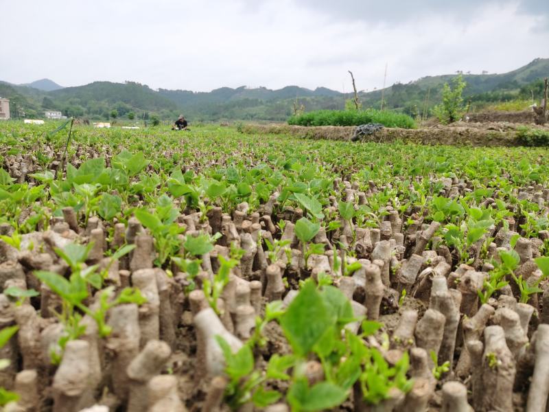 和平无渣葛根种苗