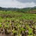 和平无渣葛根种苗