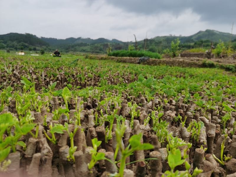 和平无渣葛根种苗