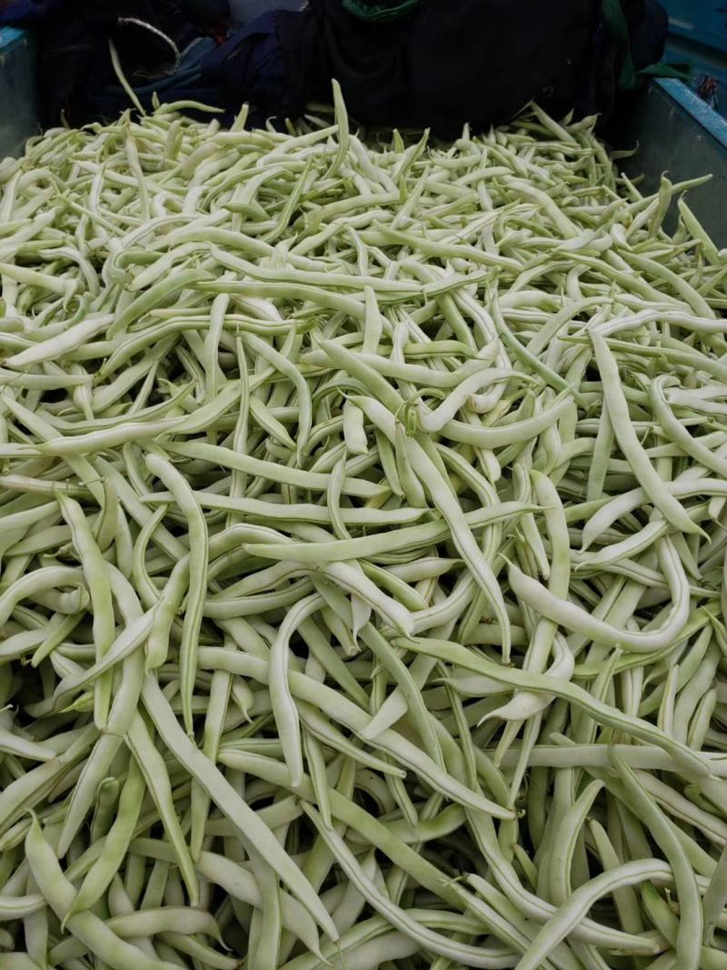 河南白不老白芸豆。产地直发货源充足！欢迎来电订购！