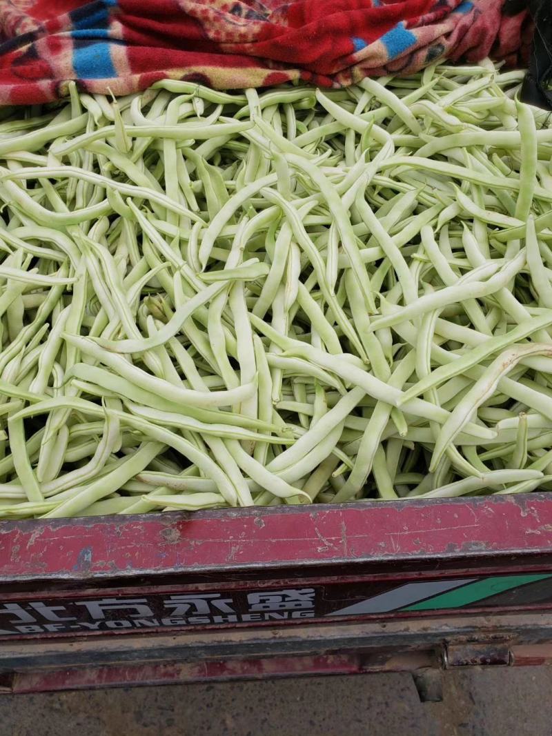 河南白不老白芸豆。产地直发货源充足！欢迎来电订购！
