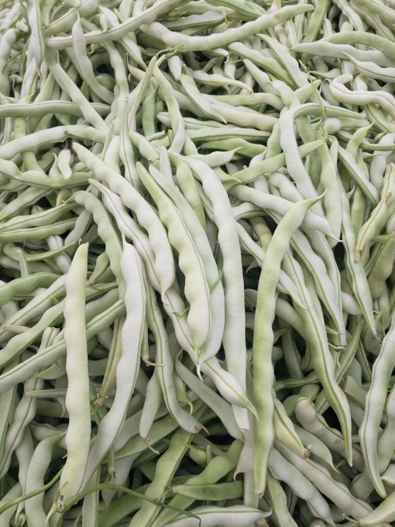 河南白不老白芸豆。产地直发货源充足！欢迎来电订购！