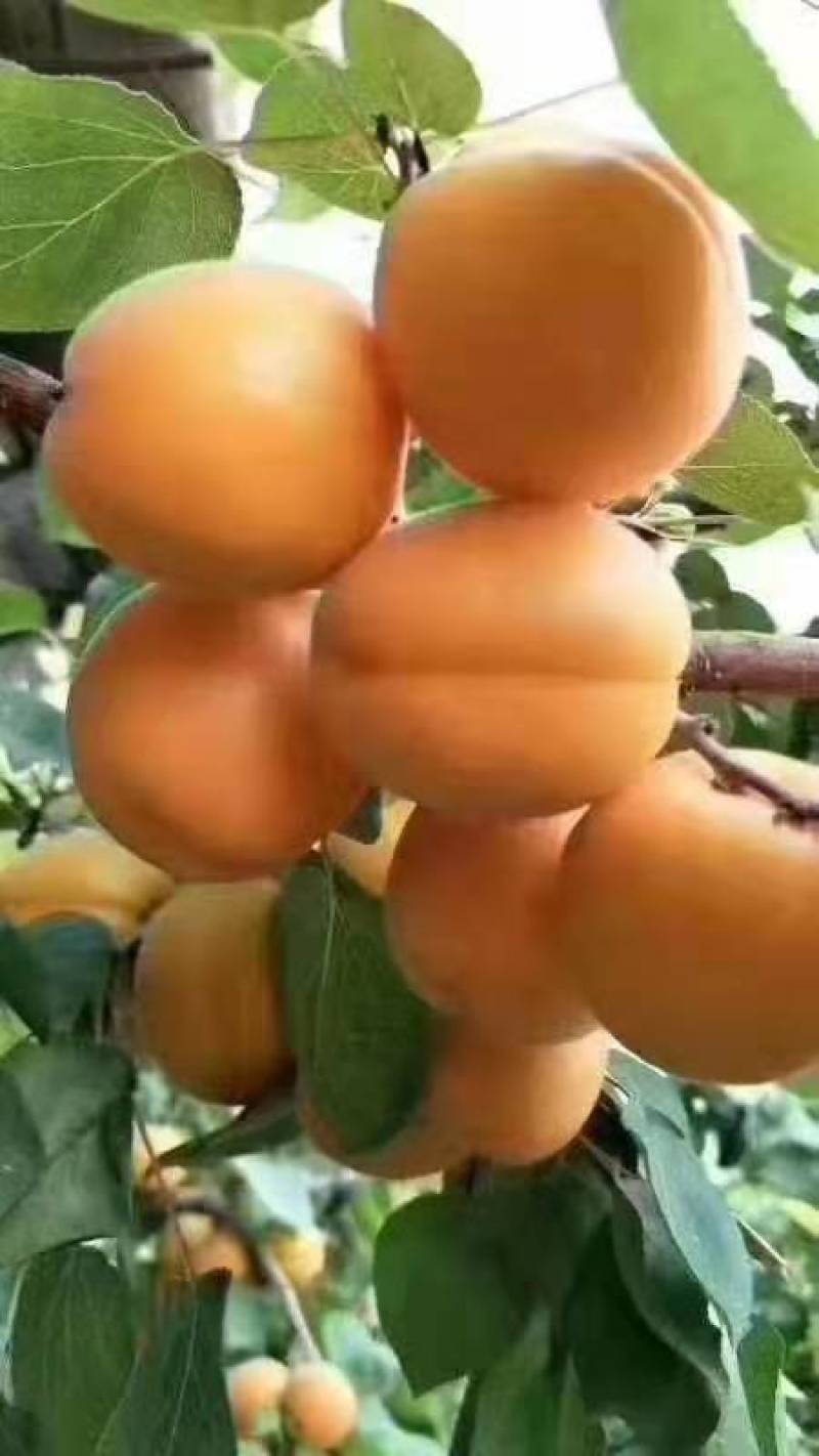 杏，凯特杏，河北大甜杏大量上市，凯特杏，麦黄杏