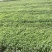 荆芥,蓝月亮,营养杯苗,基地直供,现货供应全国发货