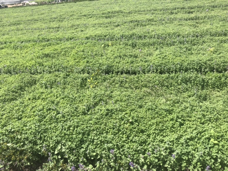 荆芥，蓝月亮，营养杯苗，基地直供，现货供应全国发货
