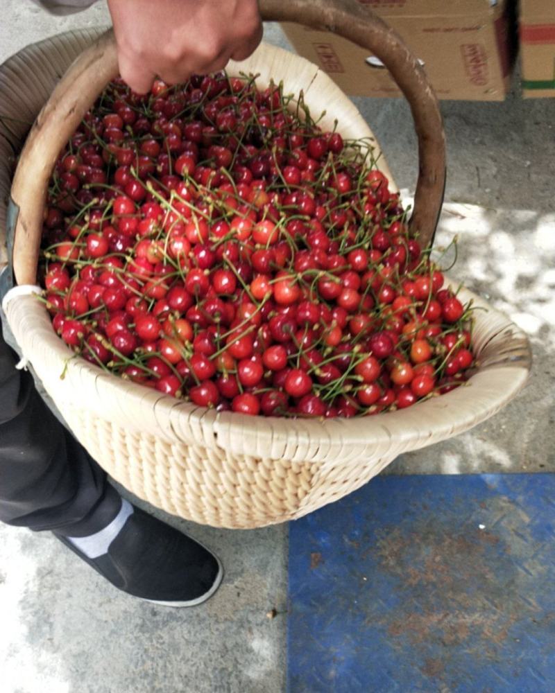 陆地大樱桃
