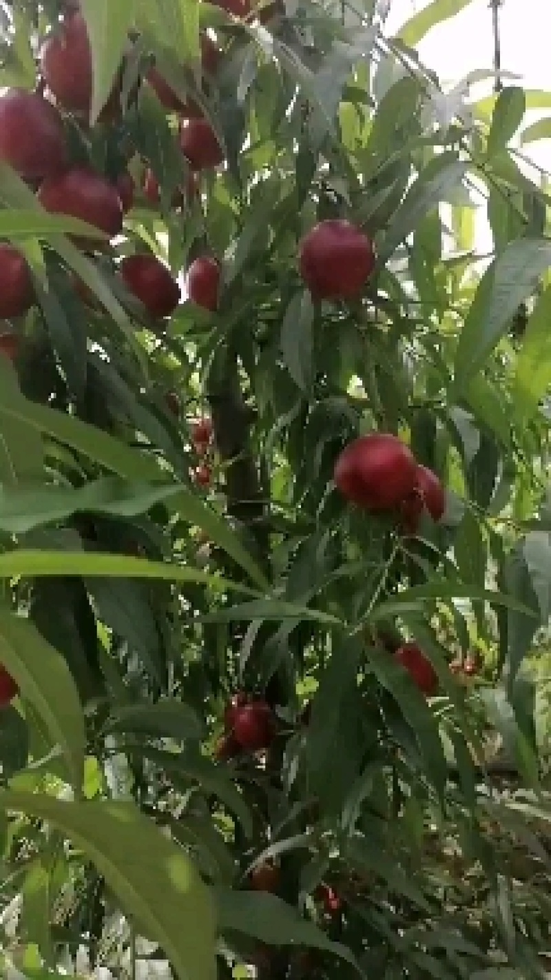 万亩油桃基地，冷棚大量上市，关系新老客户前来选购