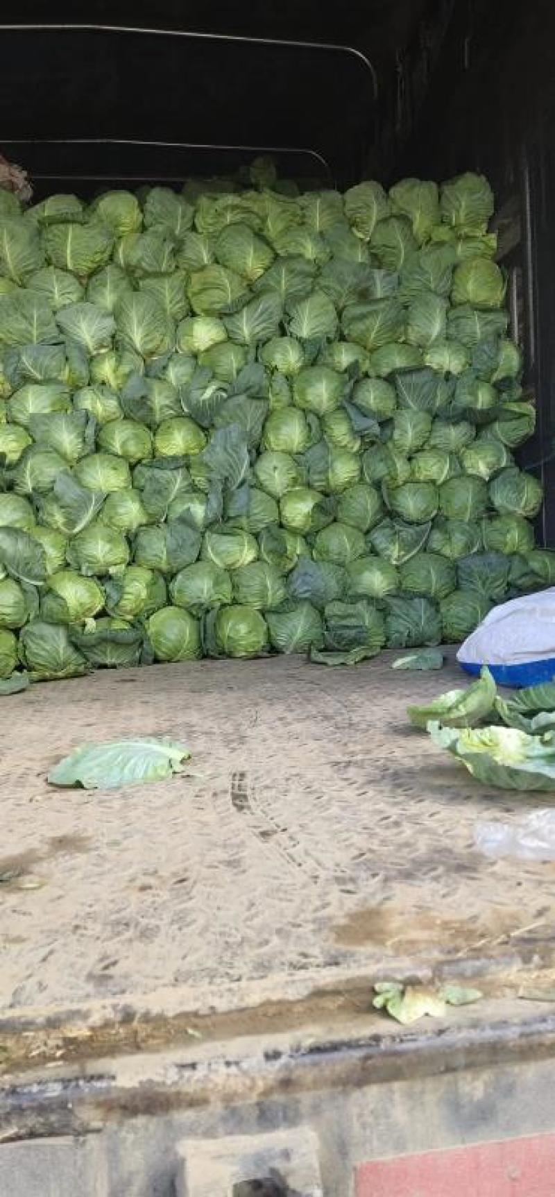 甘肃定西临精品甘蓝产地直供大量上市，代发全国欢迎看货采购