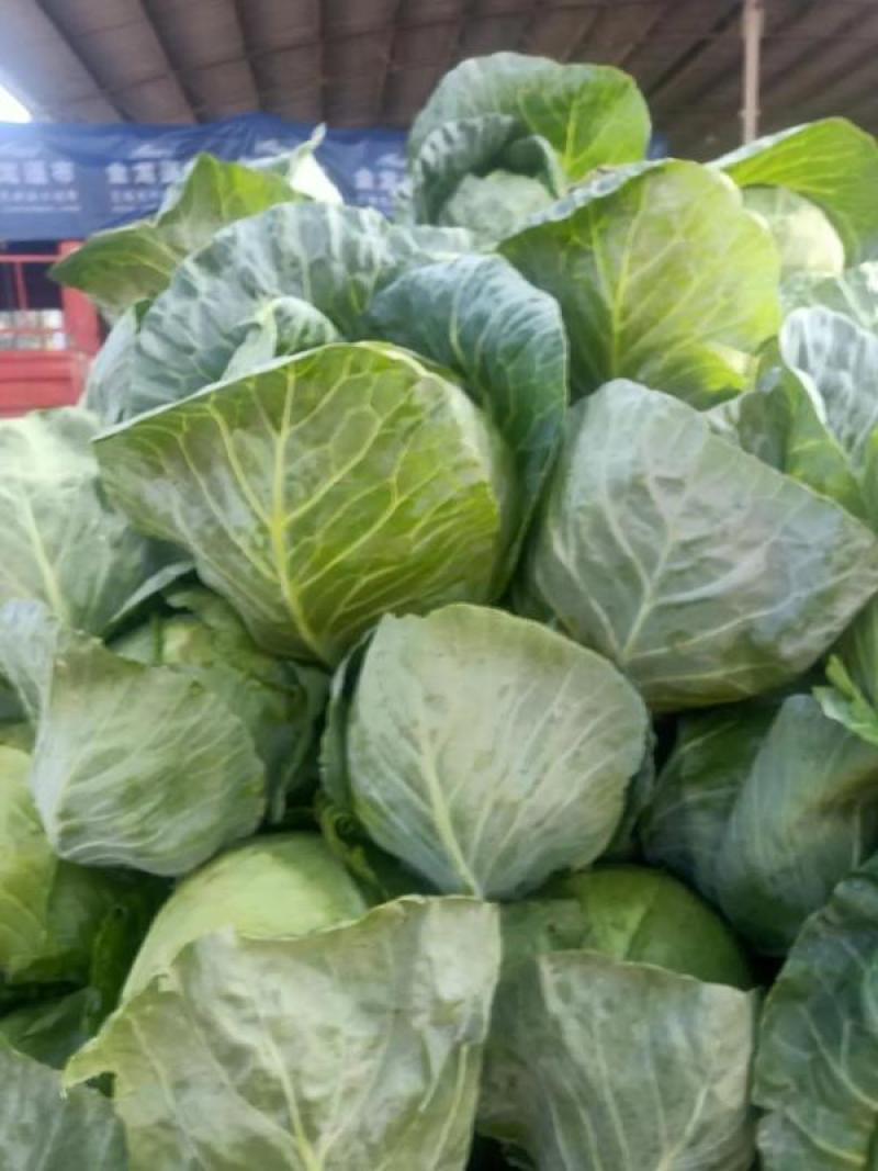 甘肃定西临精品甘蓝产地直供大量上市，代发全国欢迎看货采购