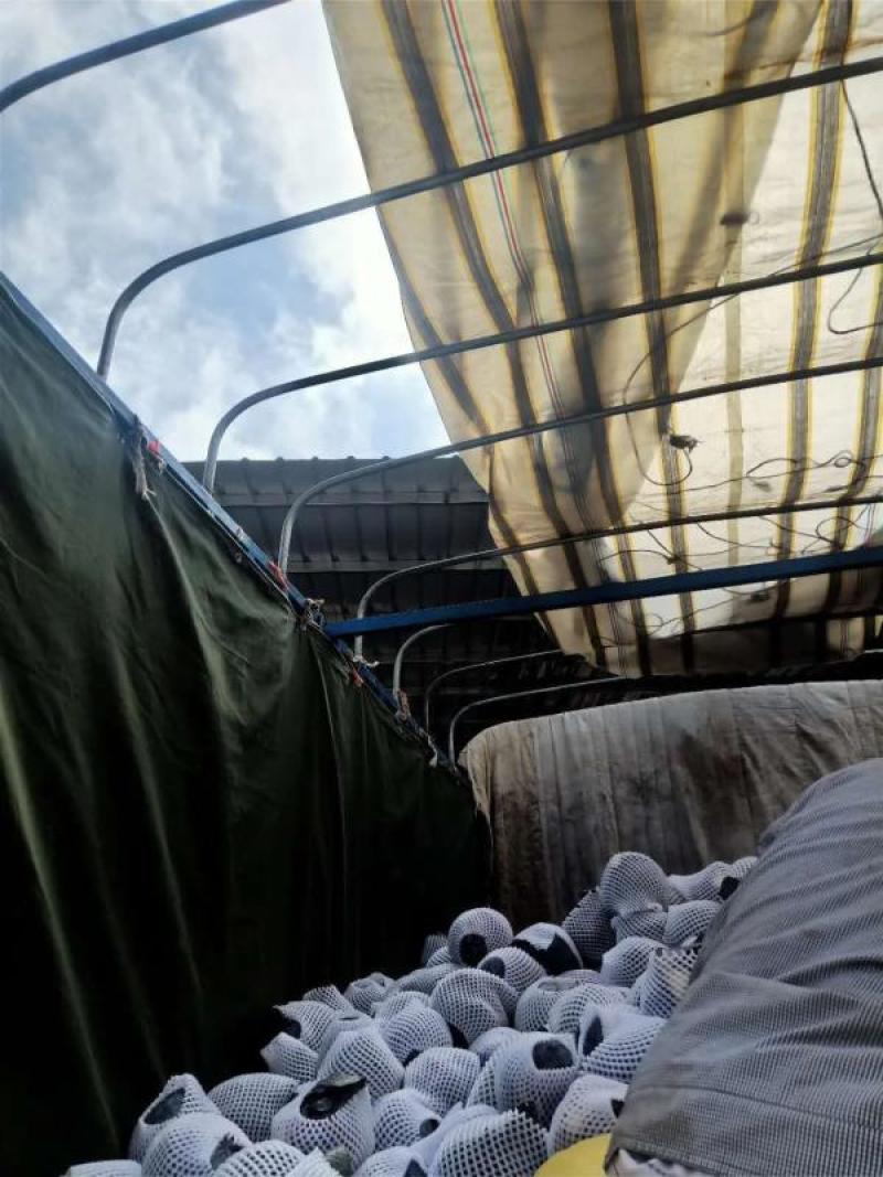 甘肃定西临精品甘蓝产地直供大量上市，代发全国欢迎看货采购