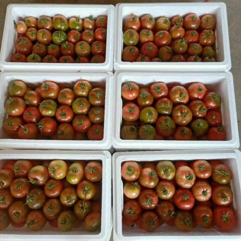 雄蜂授粉自然成熟高糖日本进口品种草莓铁皮柿子地北京市通州