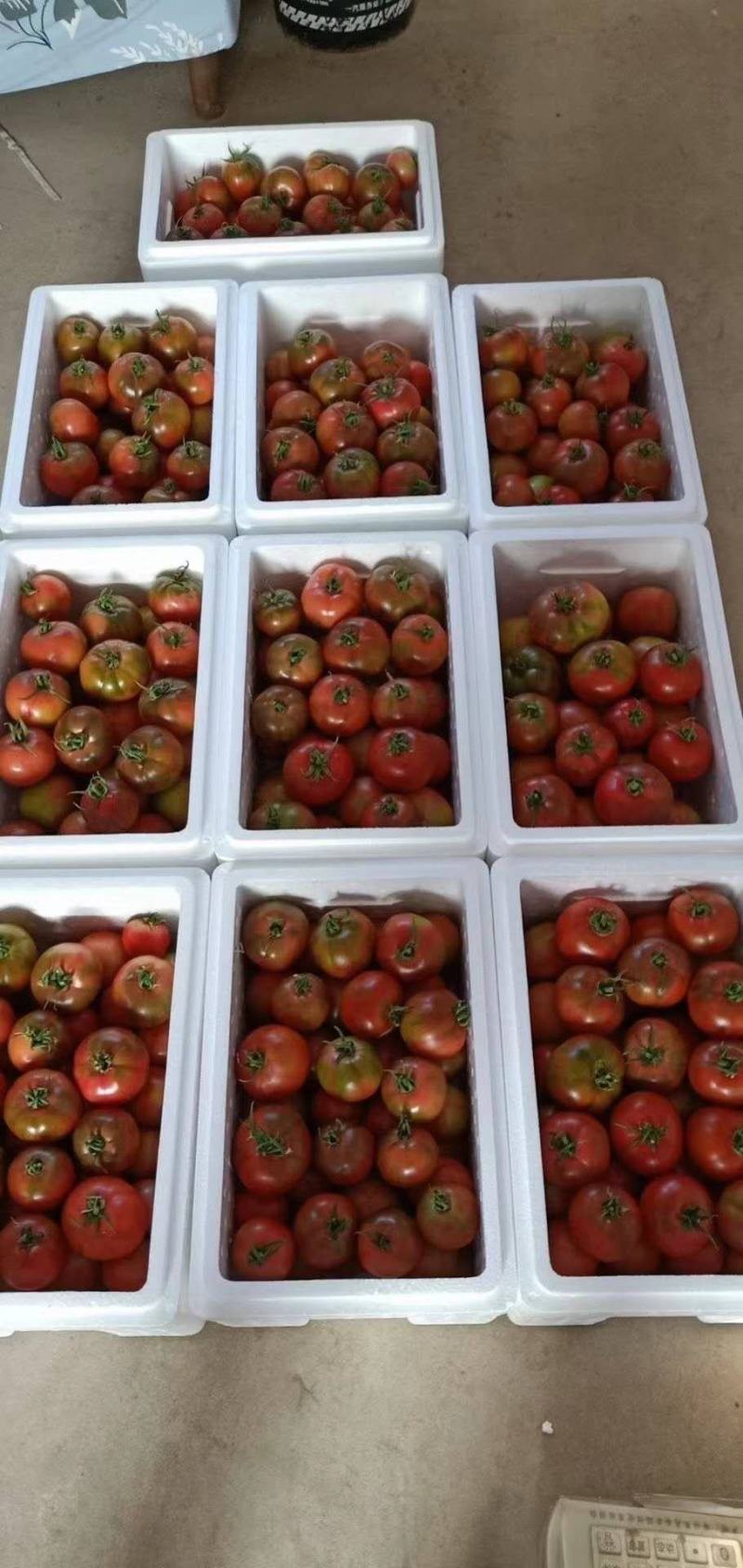 雄蜂授粉自然成熟高糖日本进口品种草莓铁皮柿子地北京市通州