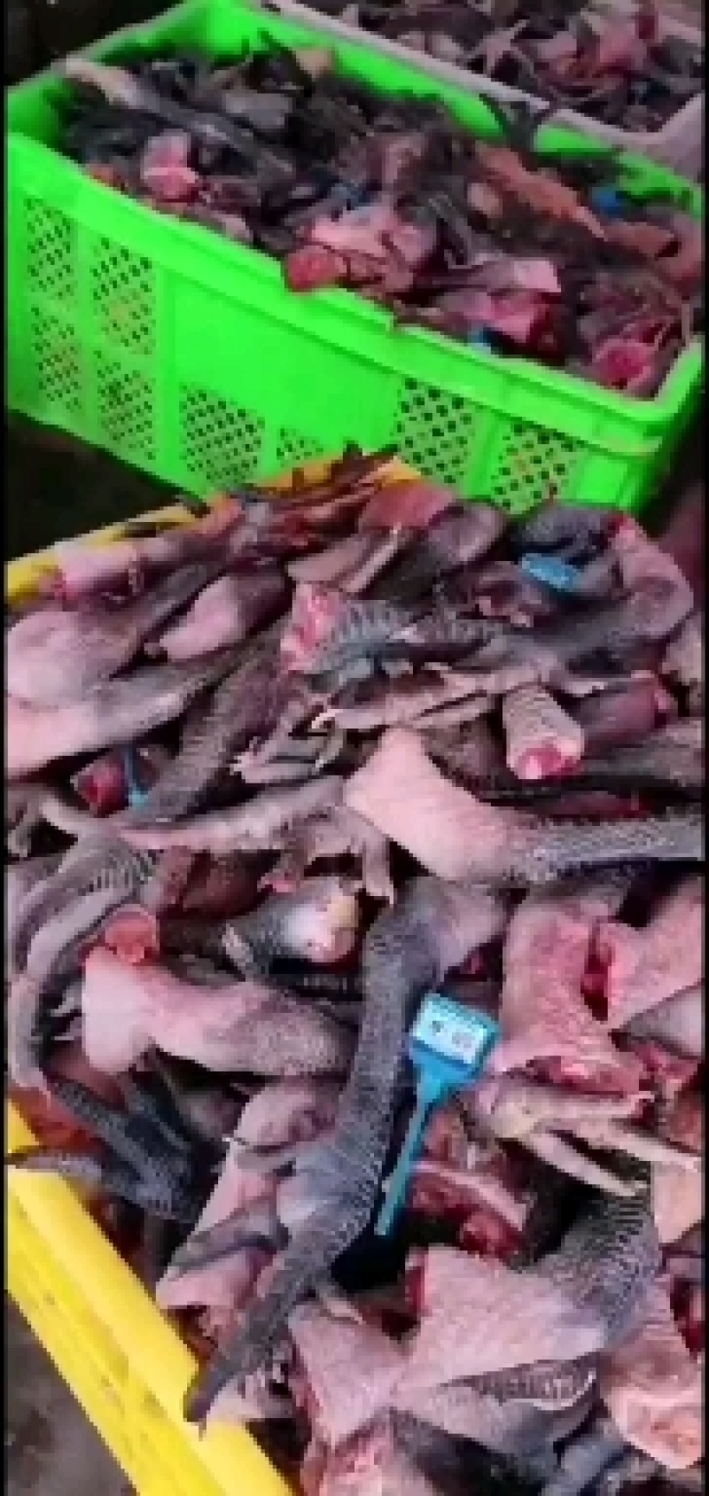 工厂直发土鸡爪，黑鸡爪，麻鸡爪，40克以上，量大优惠