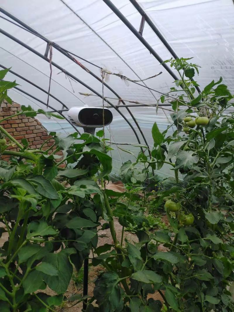 雄蜂授粉自然成熟高糖日本进口品种草莓铁皮柿子地北京市通州