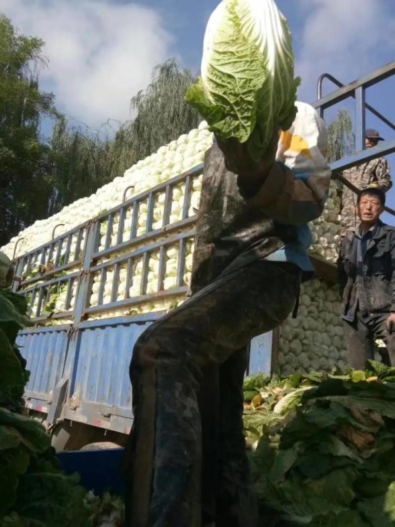 【低价】优选甘肃黄心大白菜，货源充足诚信代办品质优良