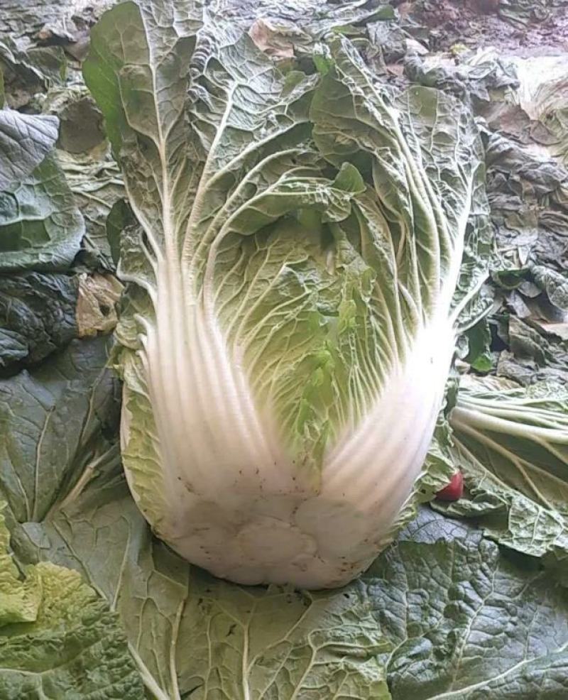 【低价】优选甘肃黄心大白菜，货源充足诚信代办品质优良