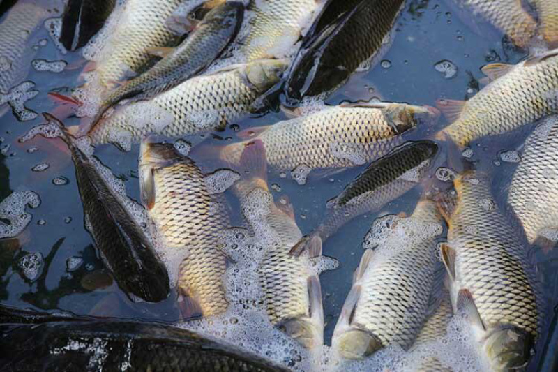 【强烈推荐】湖北鲤鱼夏花、小乌子、特优种鱼。🔥🔥