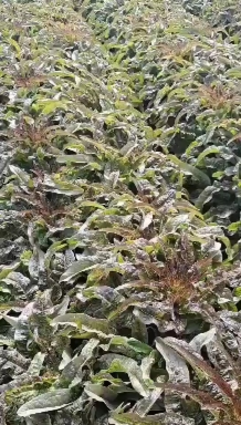 大量红笋上市