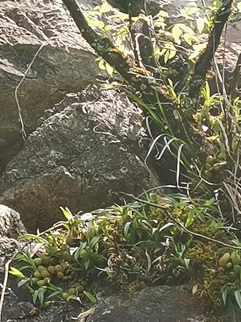 云南源产地新鲜石橄榄（双叶小果）中草药批发包邮
