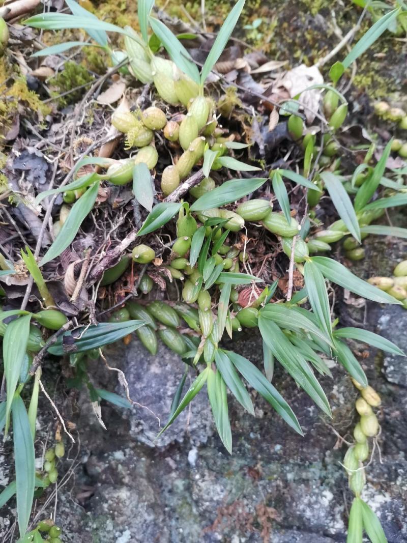 云南源产地新鲜石橄榄（双叶小果）中草药批发包邮