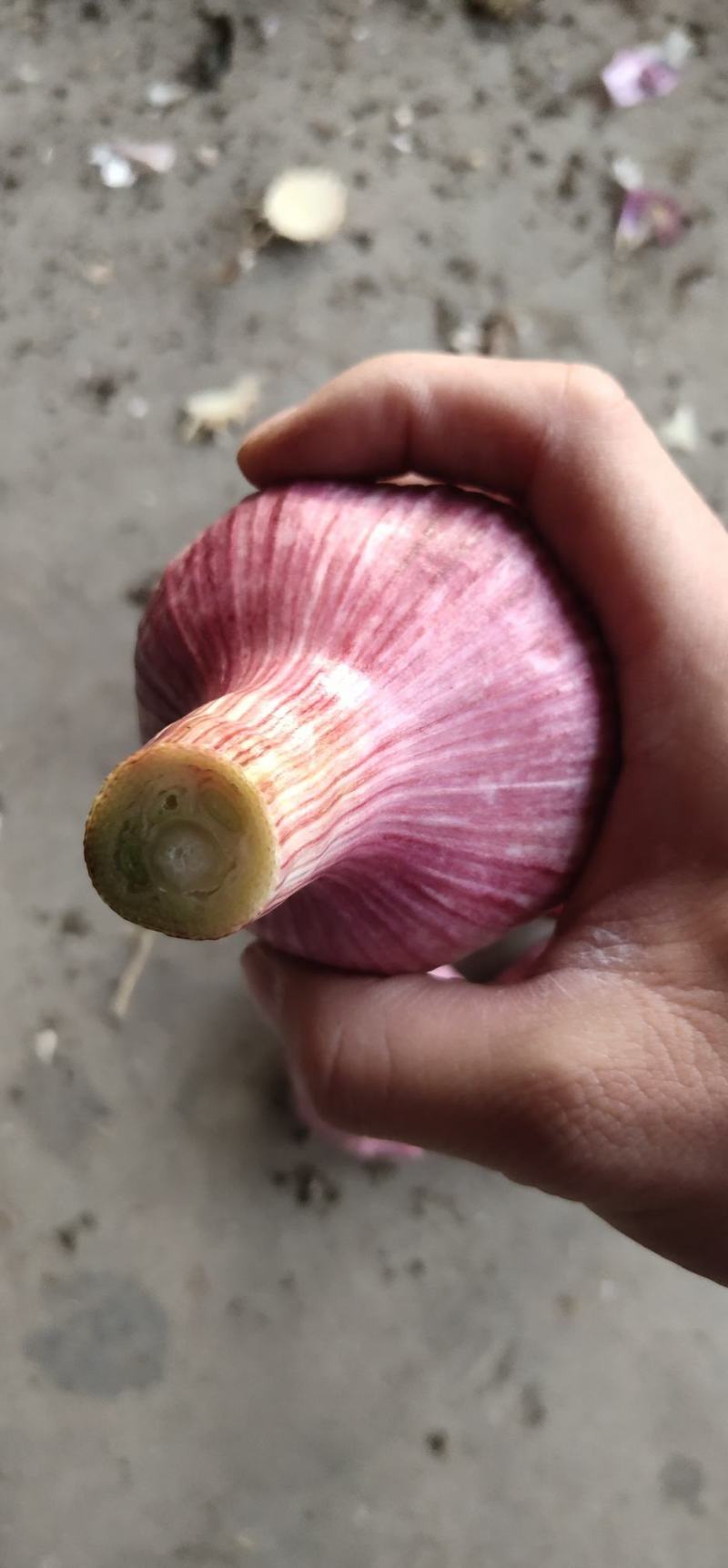 紫红皮苗大蒜把子，大量供货！！农户直接交易无中间差价！！