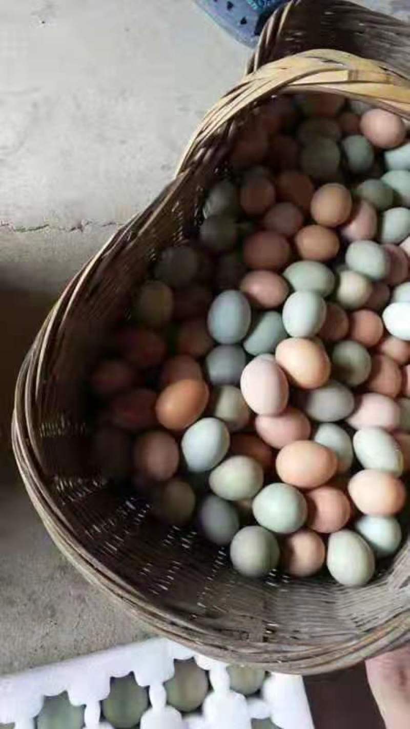 湖北绿壳土鸡蛋基地直发品质保证量大从优欢迎联系