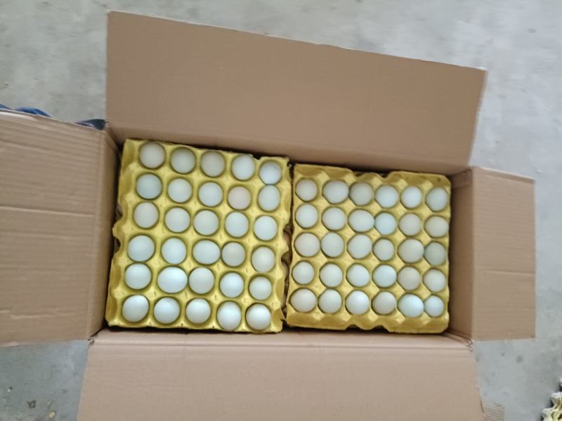 湖北绿壳土鸡蛋基地直发品质保证量大从优欢迎联系