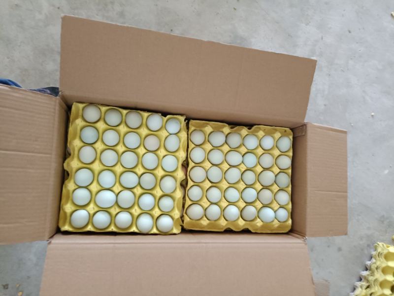 湖北绿壳土鸡蛋基地直发品质保证量大从优欢迎联系