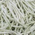 白芸豆、白不老20cm以上、九粒白芸豆大量供应，保证质量