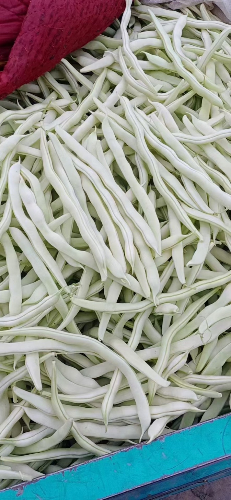 白芸豆、白不老20cm以上、九粒白芸豆大量供应，保证质量