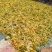 金银花，野生金银花！