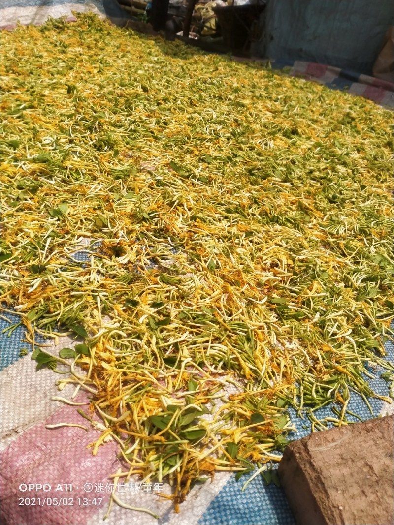 金银花，野生金银花！
