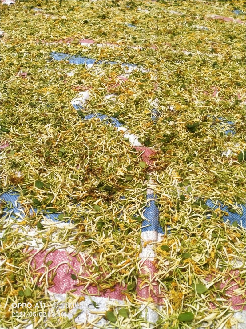 金银花，野生金银花！